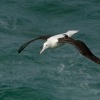 Albatros Sanforduv - Diomedea sanfordi - Northern Royal Albatros 7710